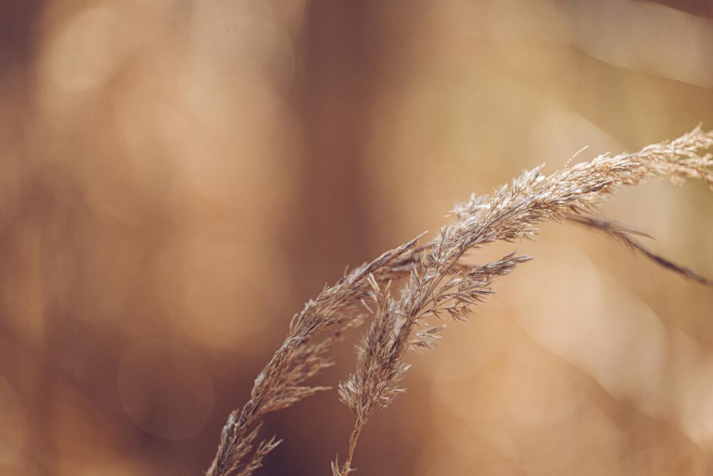 A serene close-up of dried reed against a warm, blurred background.