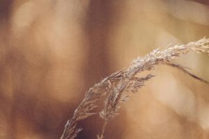 A serene close-up of dried reed against a warm, blurred background.